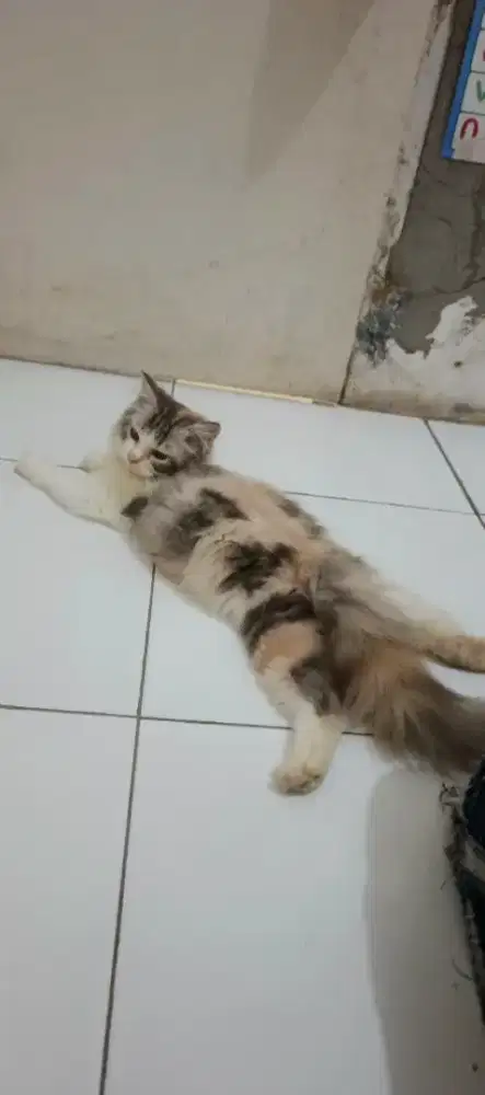 Anak kucing/kitten Persia betina 3 warna