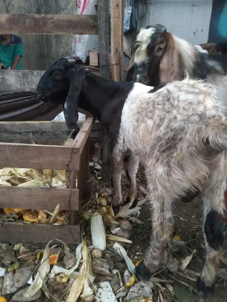 Kambing sunnah qurban