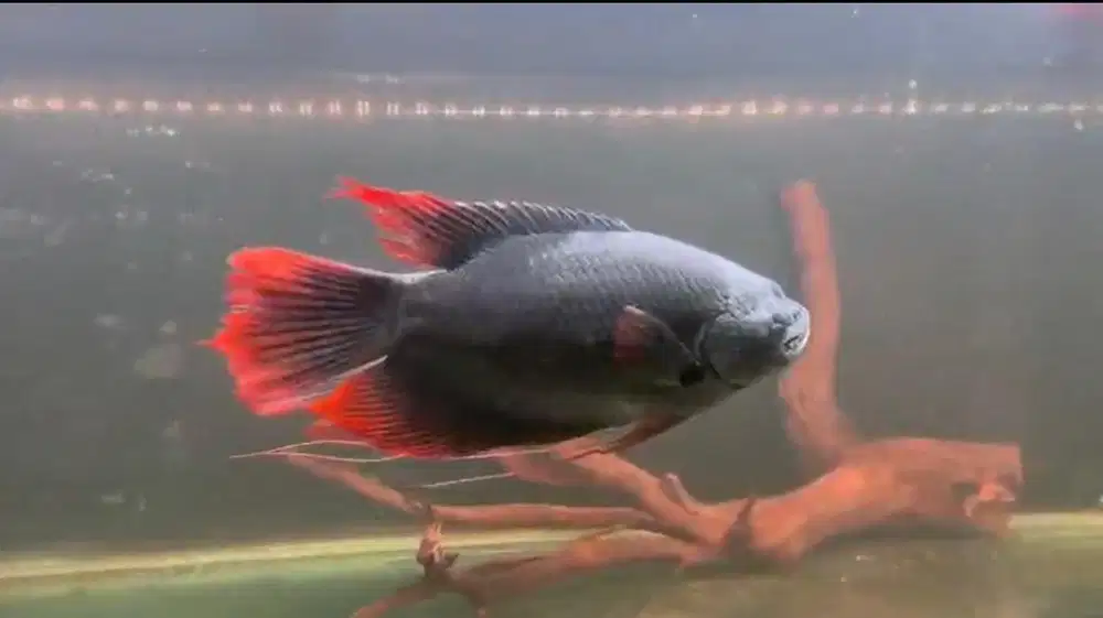 gurame sabah / gourami sabah giant red tail
