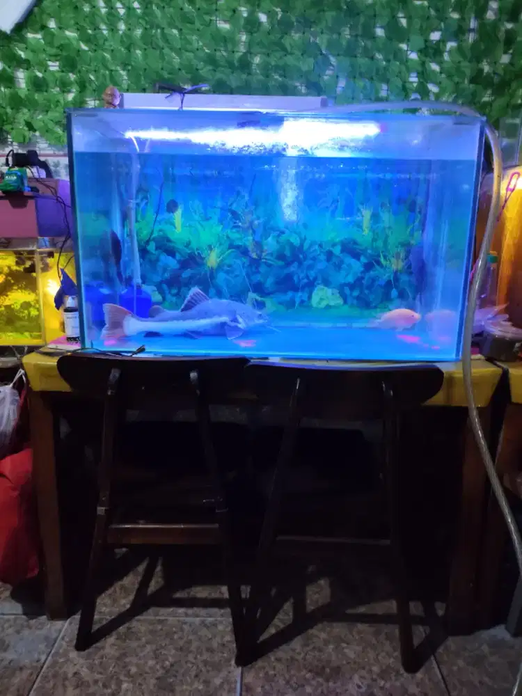 RTC size 60cm Joss gandos