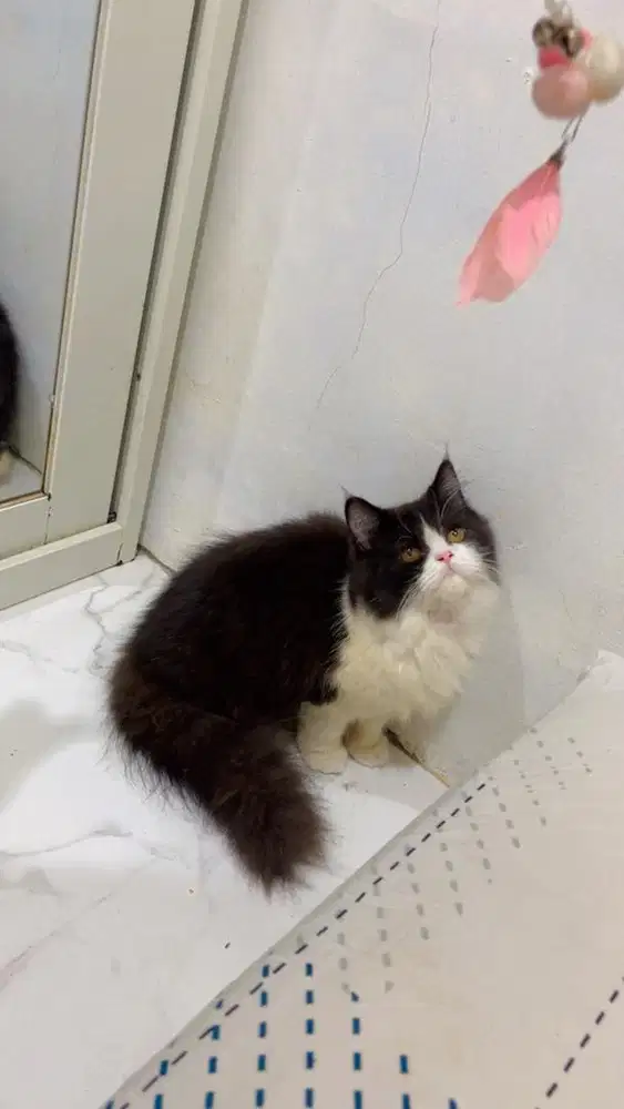 kucing kitten flatnose betina 5bulan