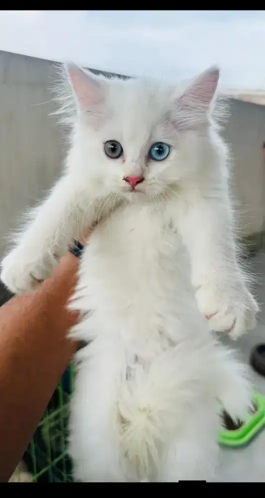kucing kitten anakan ragdoll anggora himalaya mainecoon munchkin