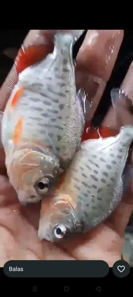 Bibit unggul Bawak ngorek kayu.