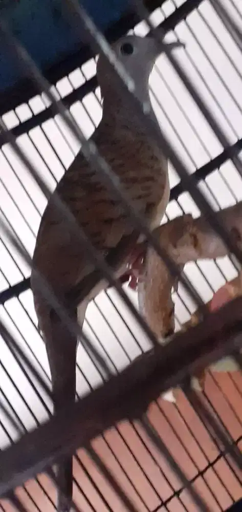 Burung perkutut bangkok suara besar ngebass