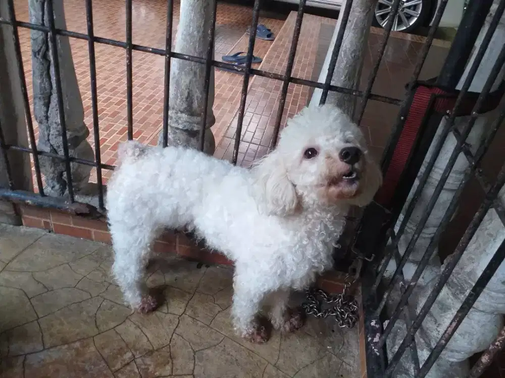 Poodle jantan anakan kualitas bagus