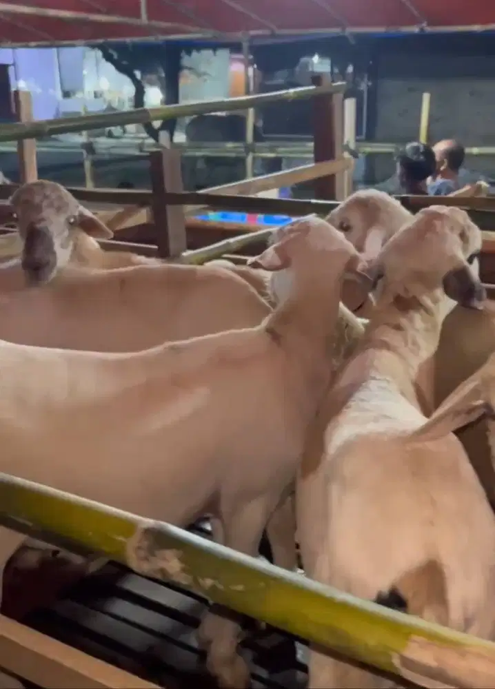 Kambing domba qurban