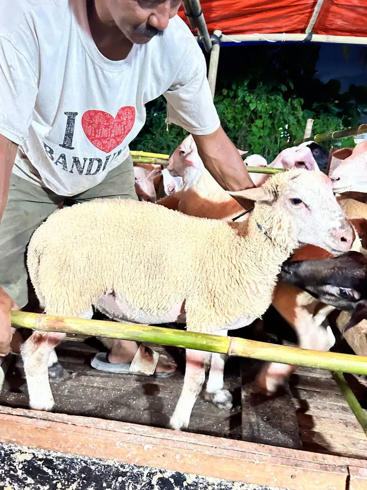 Kambing domba qurban