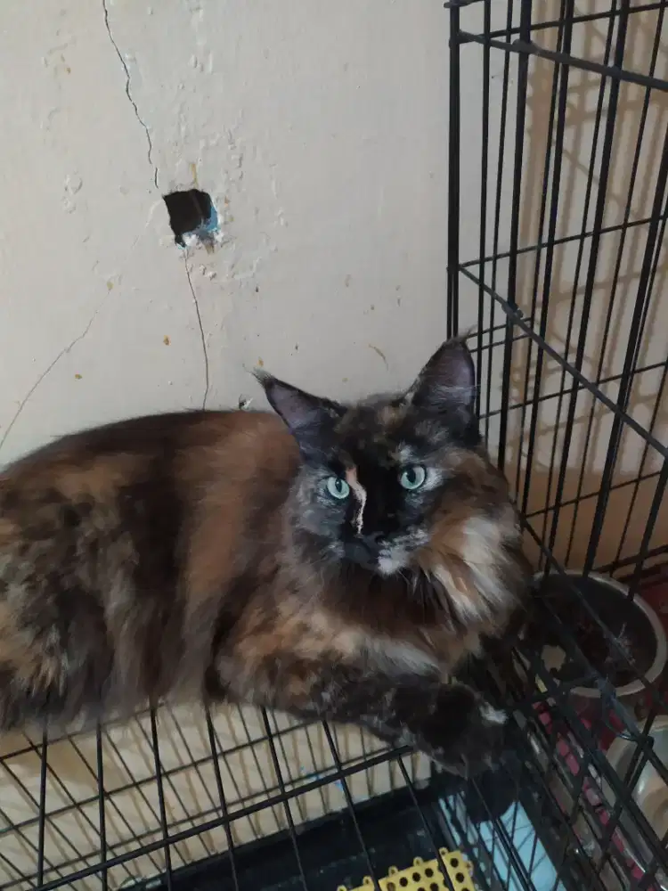 Kucing Maine Coon FEMALE CAT MAINECOON