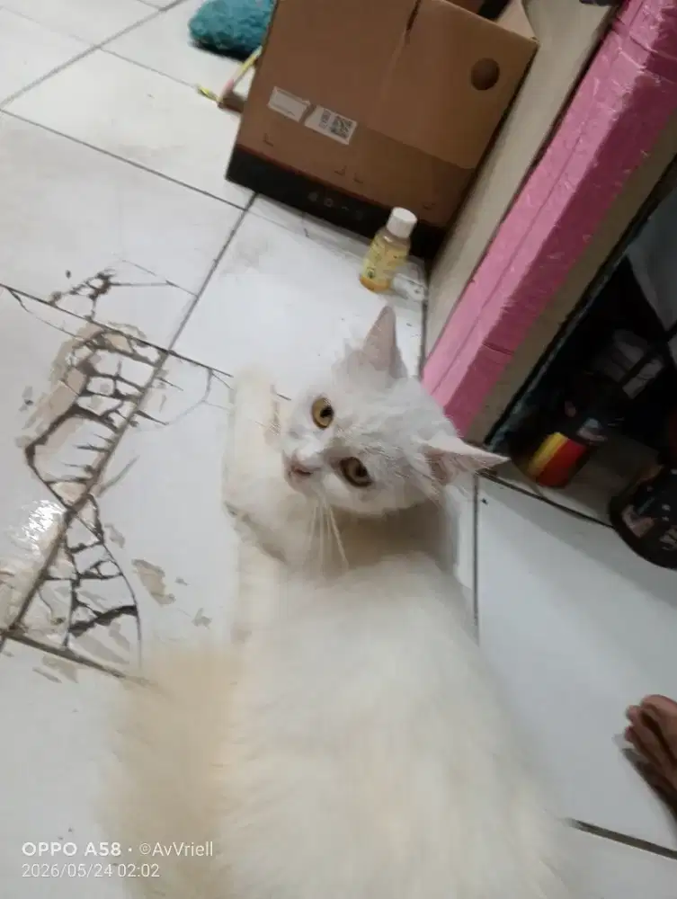 Kucing Persia medium putih