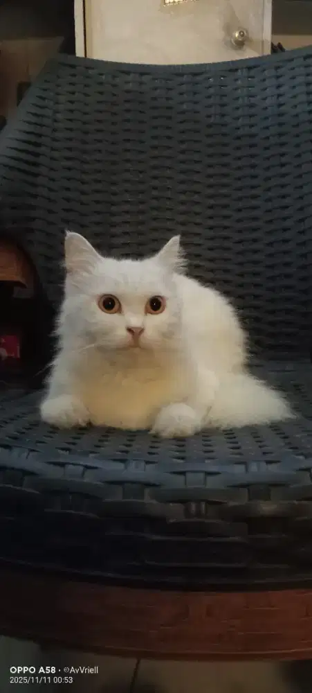 Kucing Persia putih