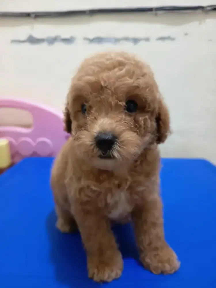 Tiny/toy poodle qpricot