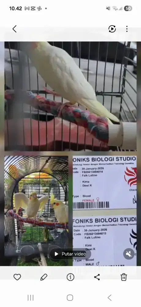 Jual burung parkit Australi.