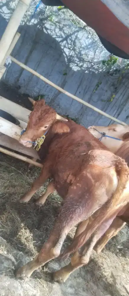 Domba/sapi murah untuk qurban