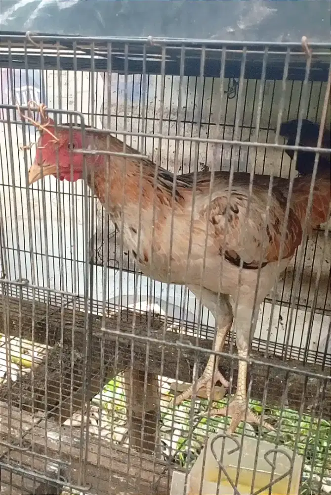 Ayam Kampung Biang siapan produksi