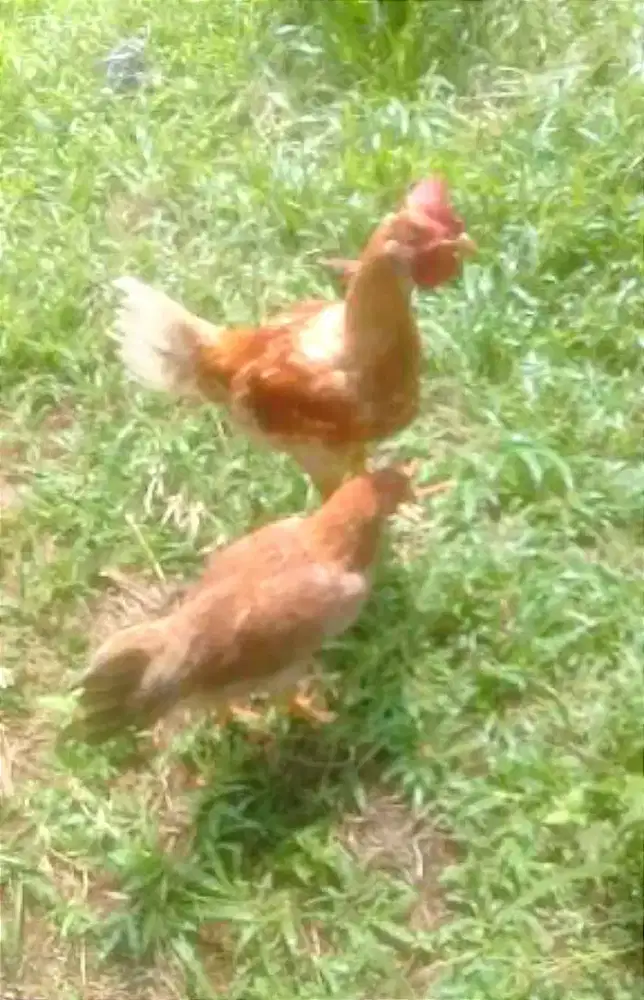 Ayam kampung sepasang