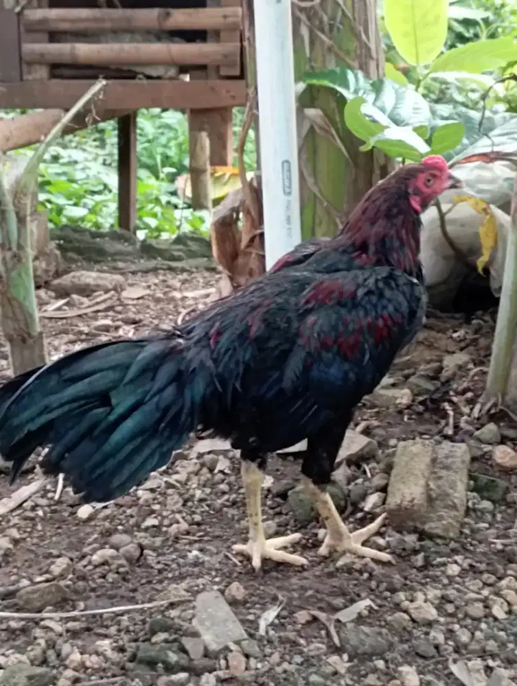Ayam jago siem muda