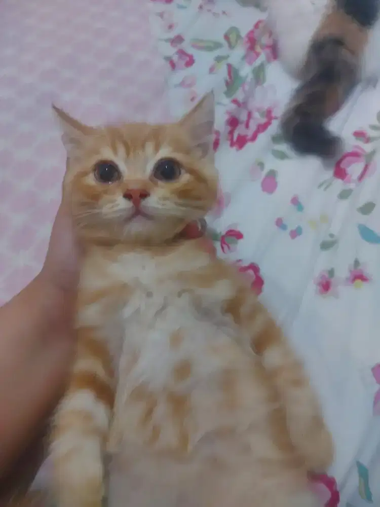 Lepas adopt Kitten BSH