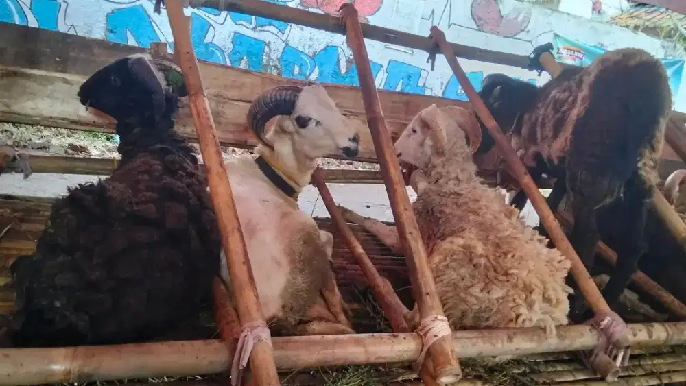 DOMBA QURBAN PILIHAN