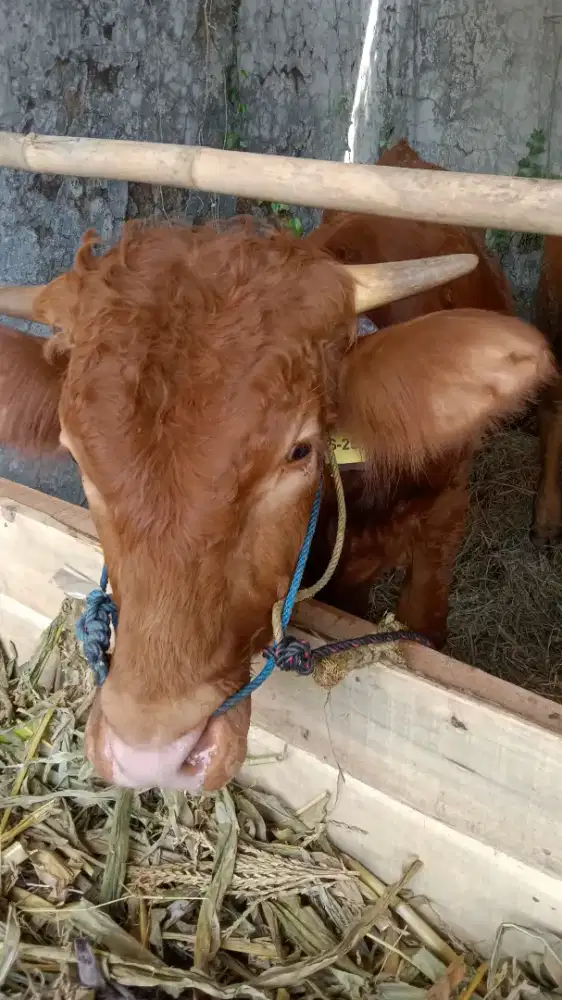 Domba murah#sapi murah#hewan qurban murah bandung 2026 terdekat