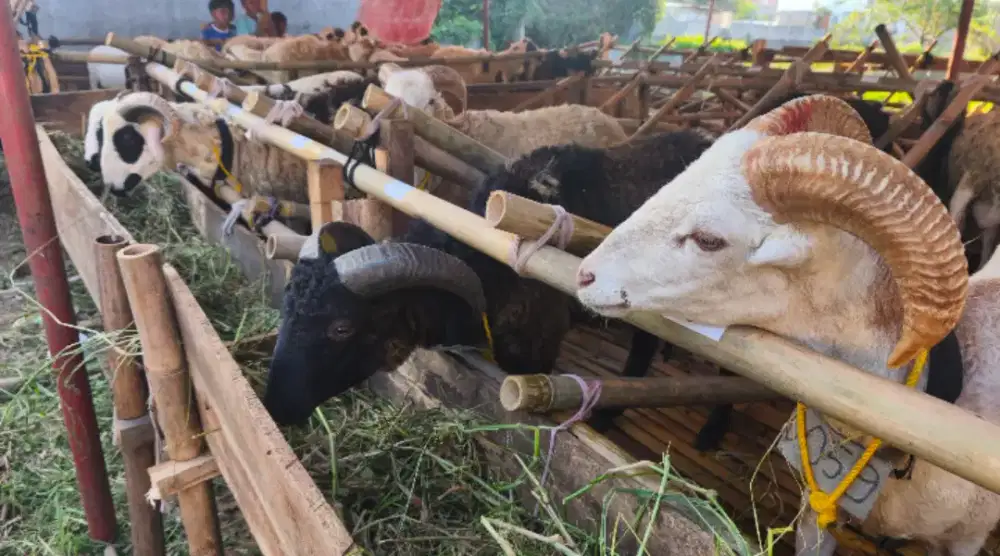 2 jutaan sudah bisa qurban