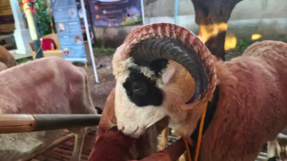Domba Qurban Murah Siap Kirim Area Terdekat