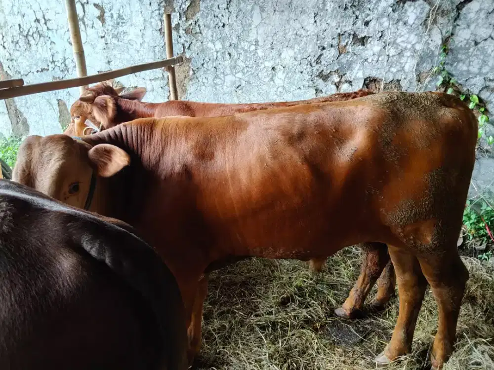 Jual sapi berkualitas untuk qurban