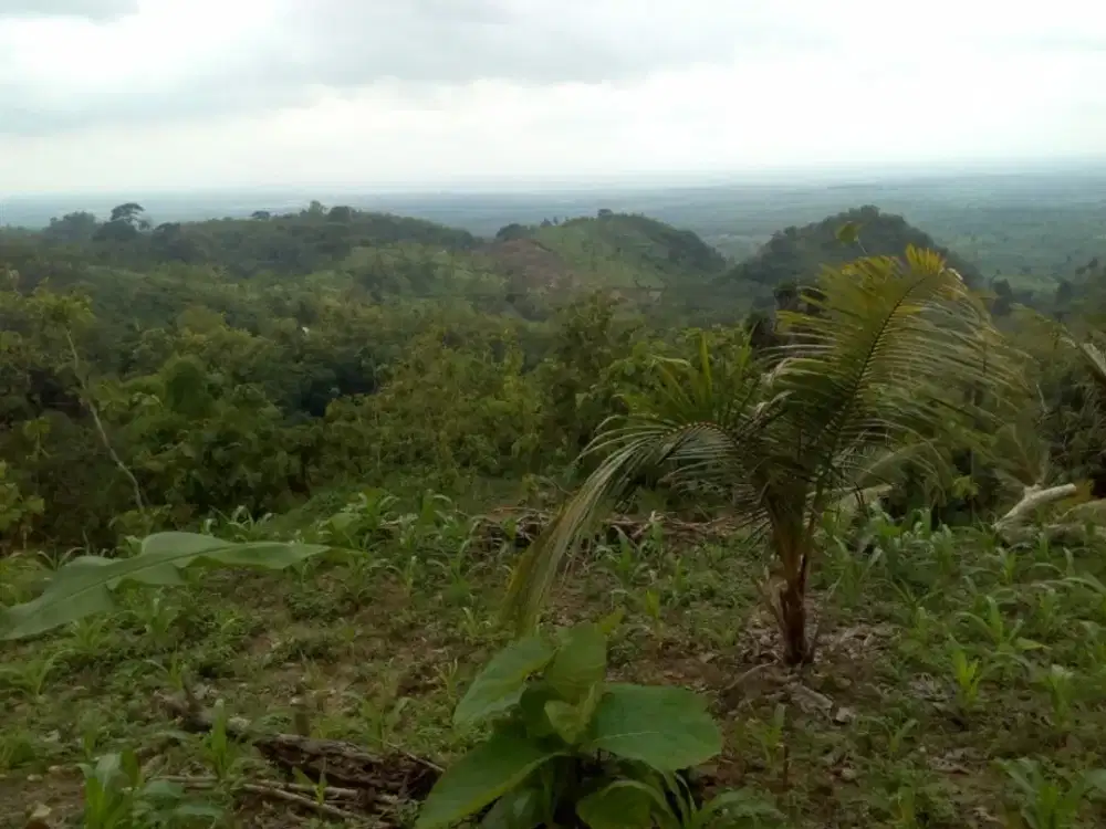 DIJUAL: KEBUN DAN KAVLING NUANSA KAMPUNG SUNNAH