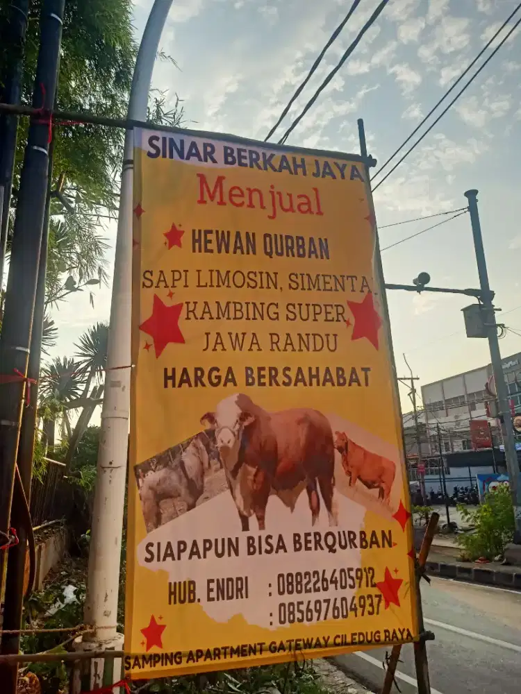 Kambing Super Murah