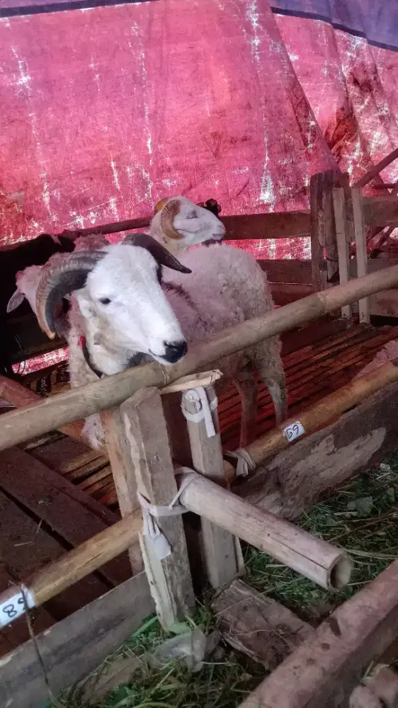 Domba murah#sapi murah#hewan qurban murah bandung 2026 gratis ongkir