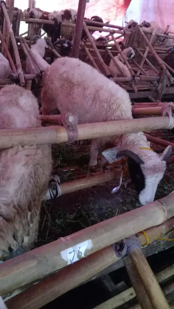 Domba murah#hewan qurban murah bandung 2026 gratis ongkir#sapi murah