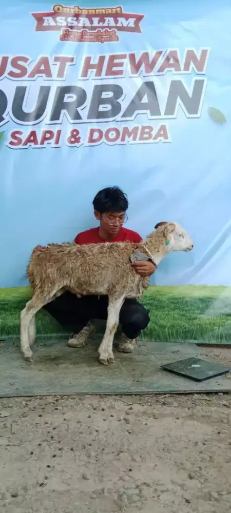 Domba dan sapi qurban murah