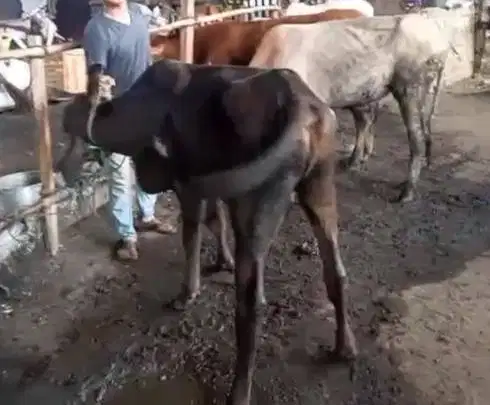 sapi jawaan kecil 200kiloanUP siap hewan qurban minimalis ekonomis top