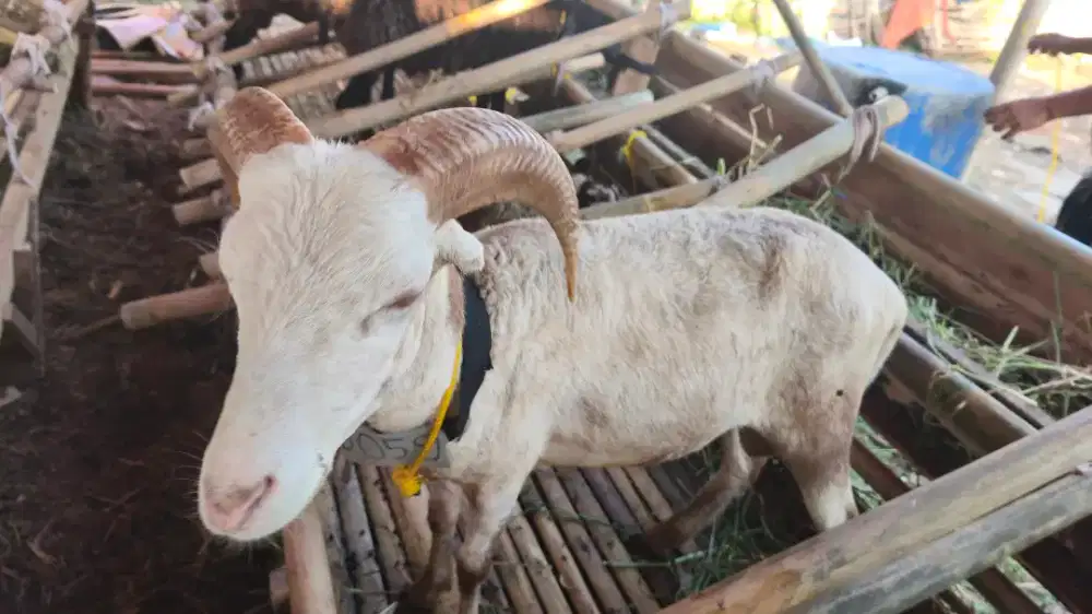 Domba qurban sehat berkualitas