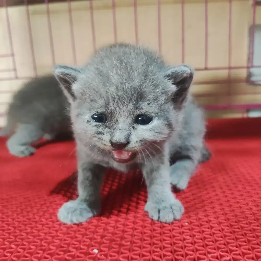 British shorthair blue solid dan Lilac KUcing BSH bukan kucing persia