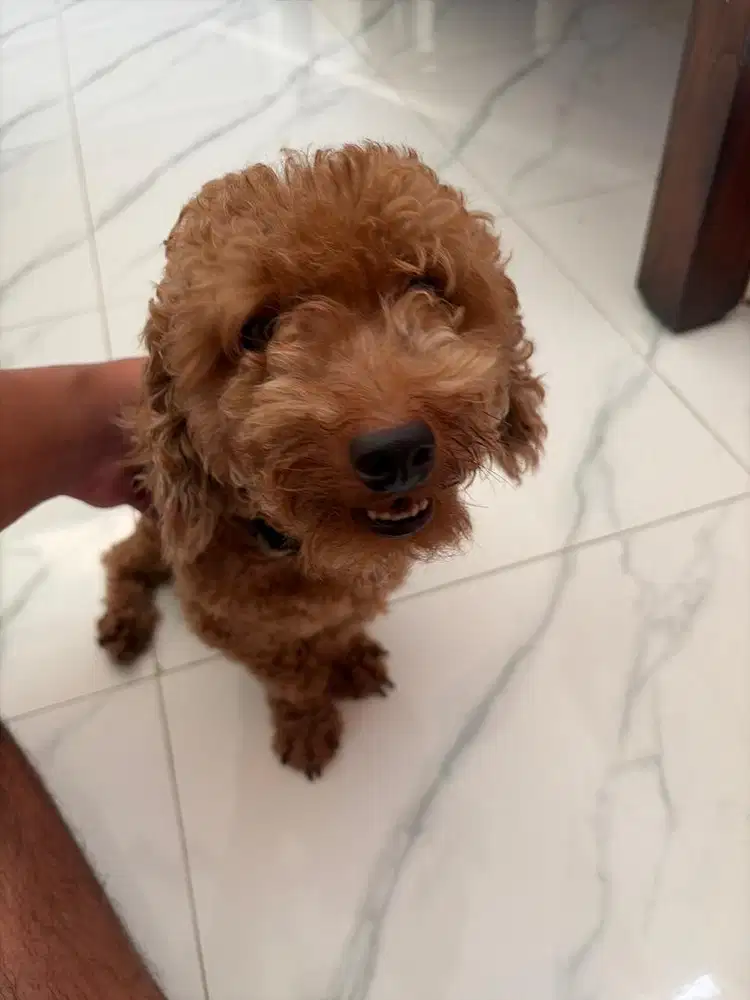 Red toy Poodle jantan
