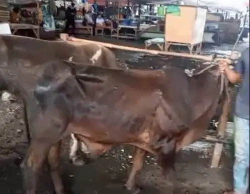 sapi qurban ekonomisan minimalis 2 tahunan 200kiloan siap kurban puas