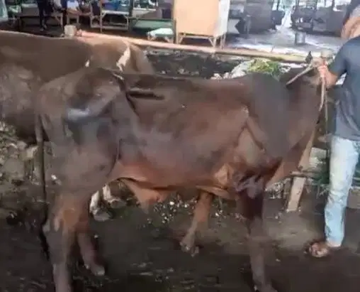 sapi qurban kecil minimalis 2 tahunan siap hewan kurban murmer manteb