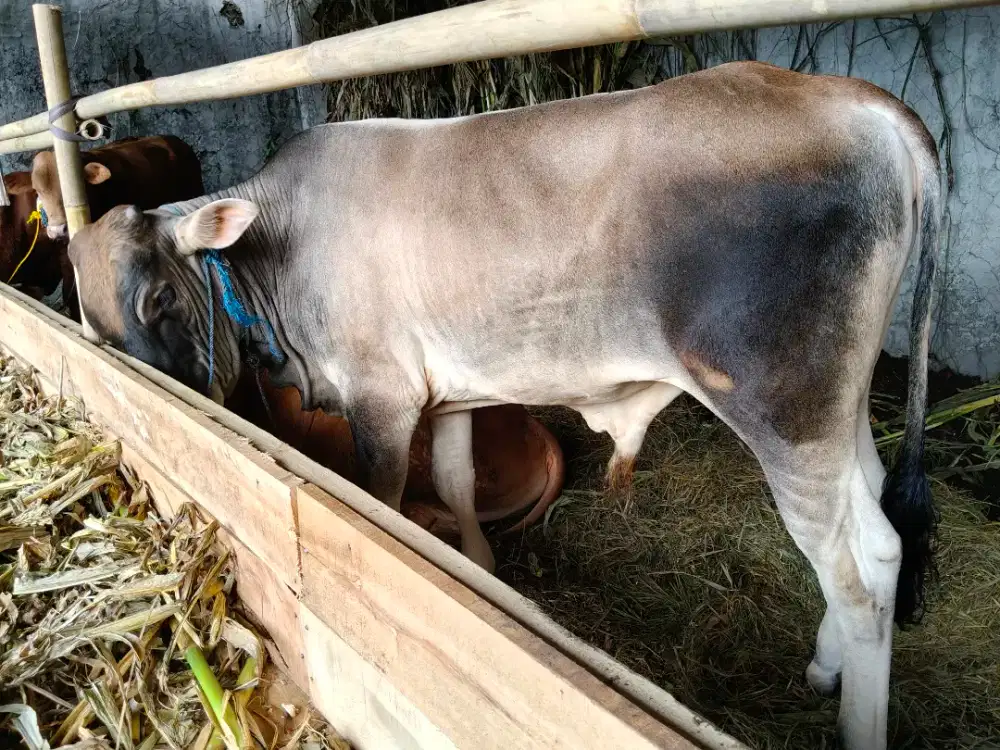 Sapi Qurban Bandung 2026 Syari | FREE Ongkir + Titip Rawat s/d H