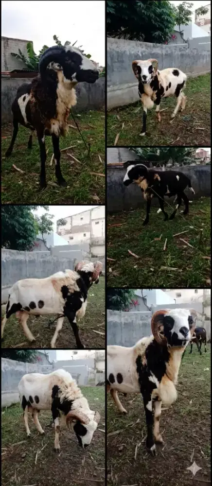 Domba Kurban Berkualitas Langsung dari Peternak