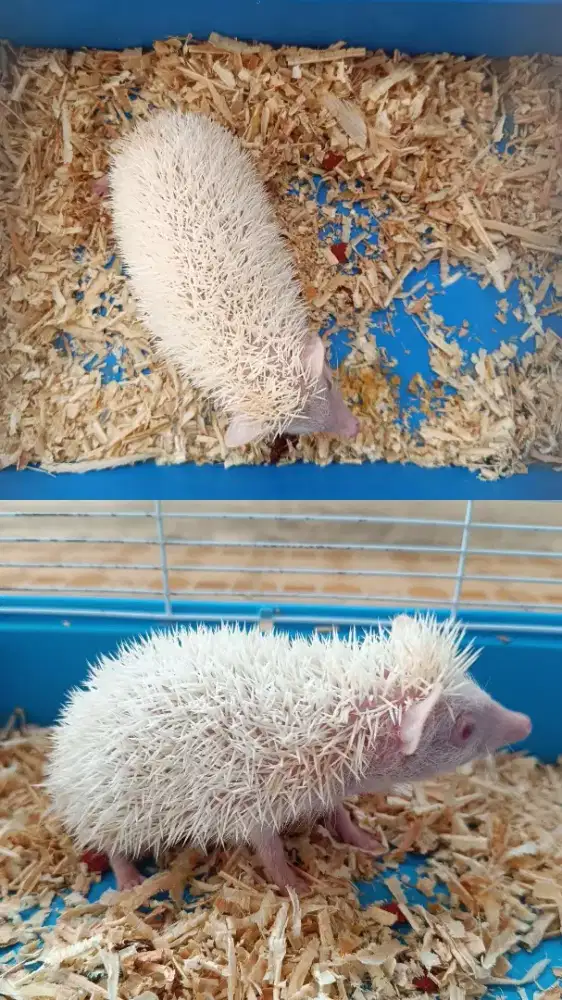 Hewan saja Landak mini jantan albino jinak tuker tambah barter
