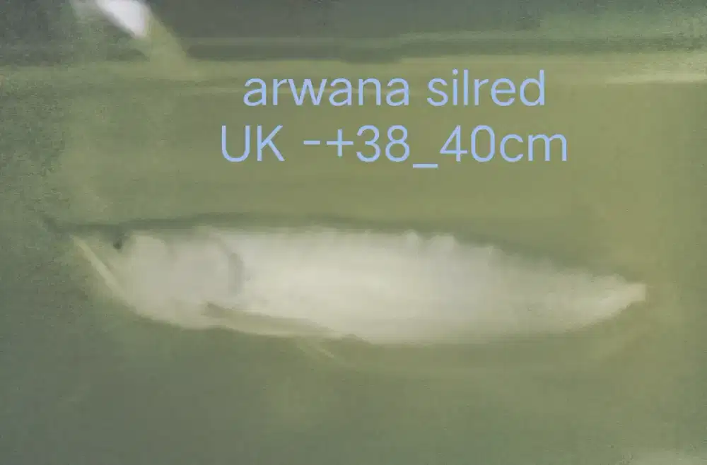 PROMO MURMER. arwana silred UK -+40cm , free patin -+15cm