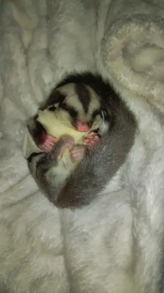 Jual sugar glider murah
