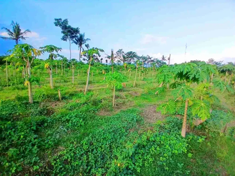 Dijual Kebun 1,5ha di Silo Jember