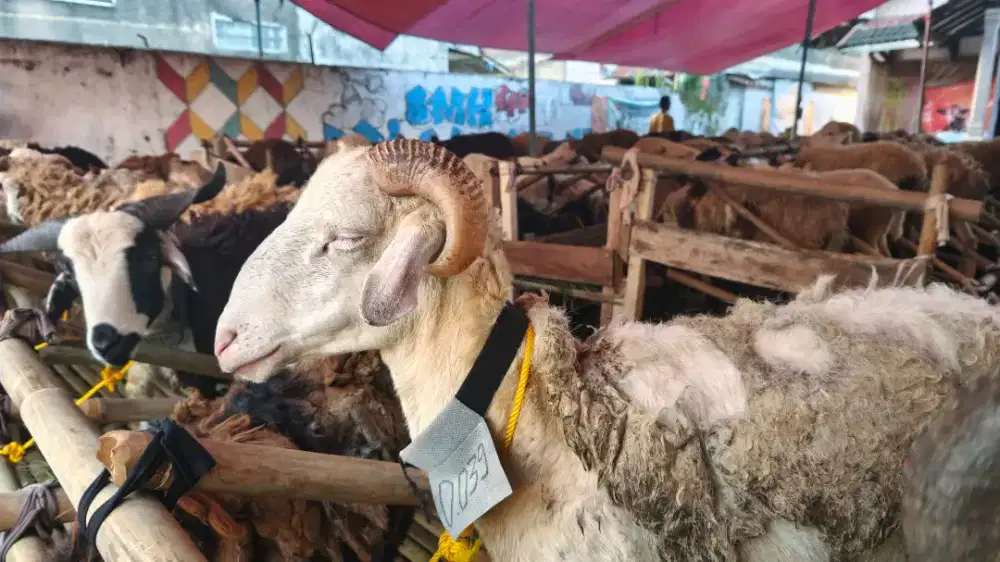 DOMBA UNTUK QURBAN BANYAK DISKON