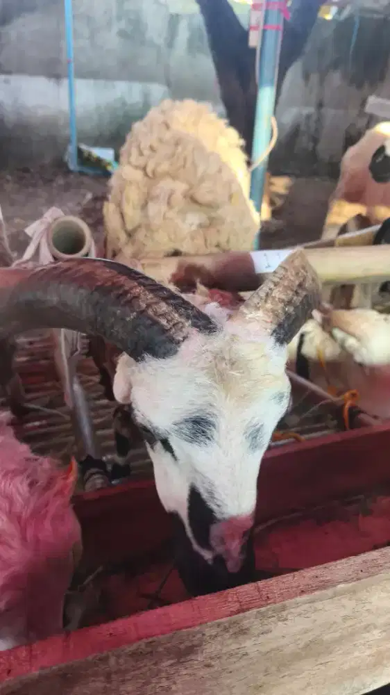DOMBA UNTUK QURBAN BANYAK DISKON
