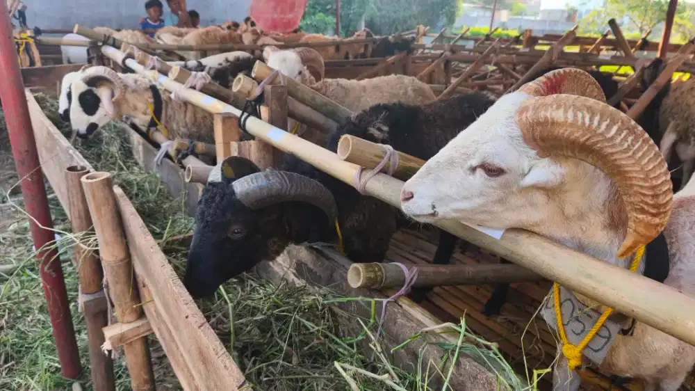 DOMBA UNTUK QURBAN BANYAK DISKON