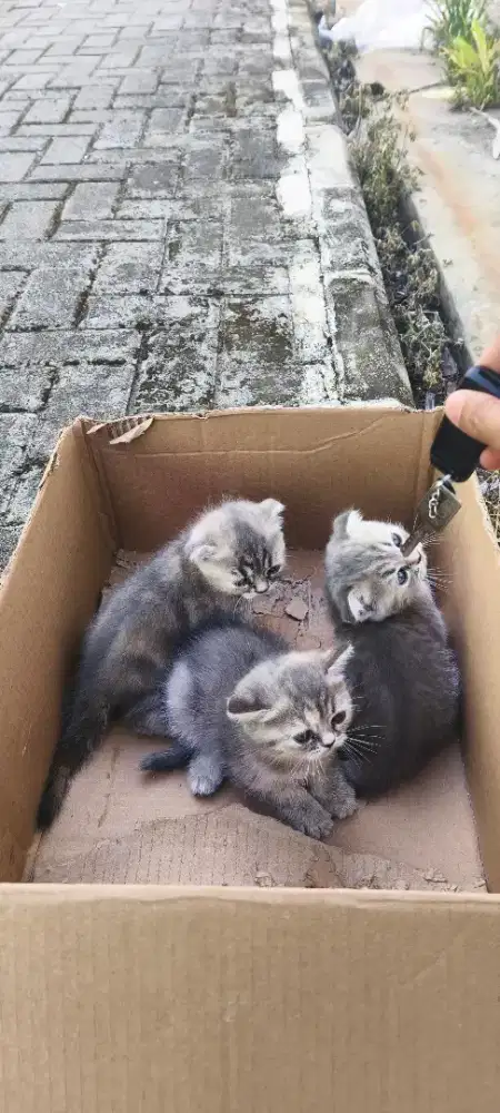 Kucing Scottish Fold