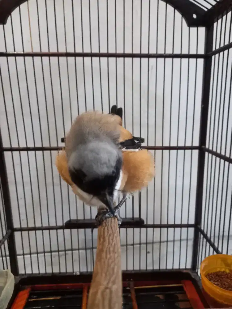 Pentet jawa tengah