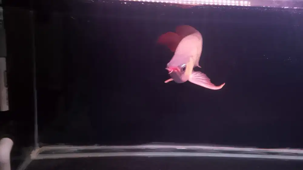 arowana super red