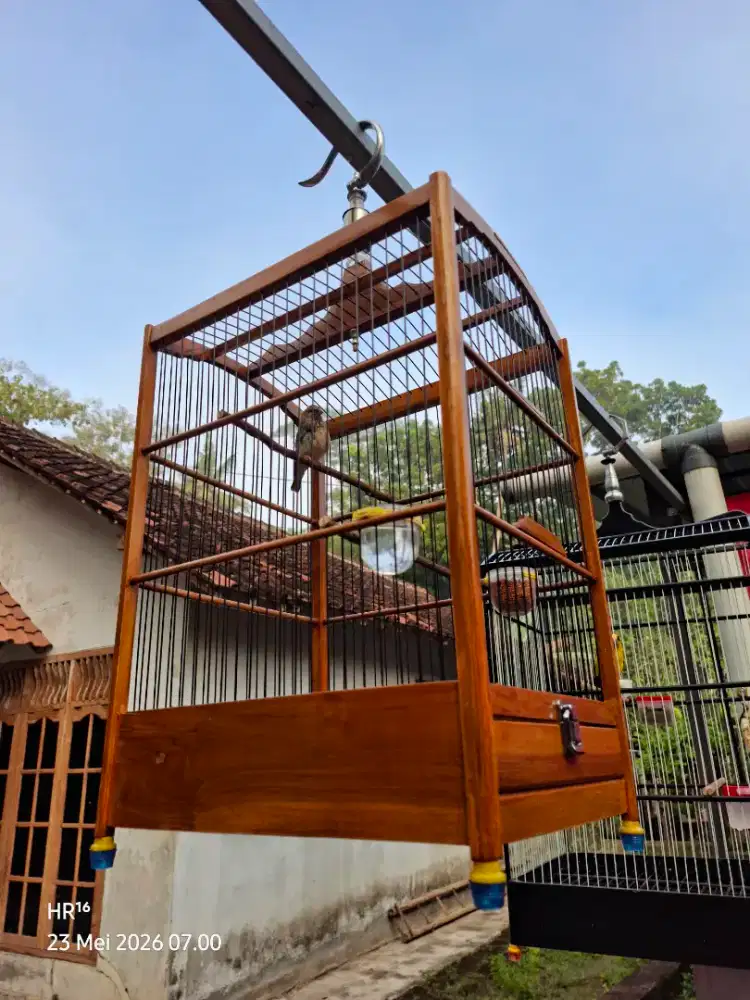 Burung Blackthroat Jantan